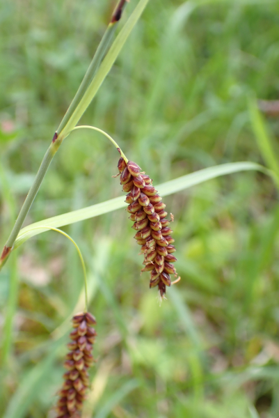 Pflanzenbild gross Schlaffe Segge - Carex flacca