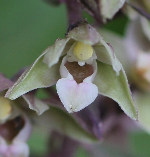 Pflanzenbild gross Violette Stendelwurz - Epipactis purpurata