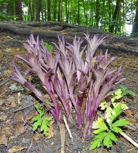 Pflanzenbild gross Violette Stendelwurz - Epipactis purpurata