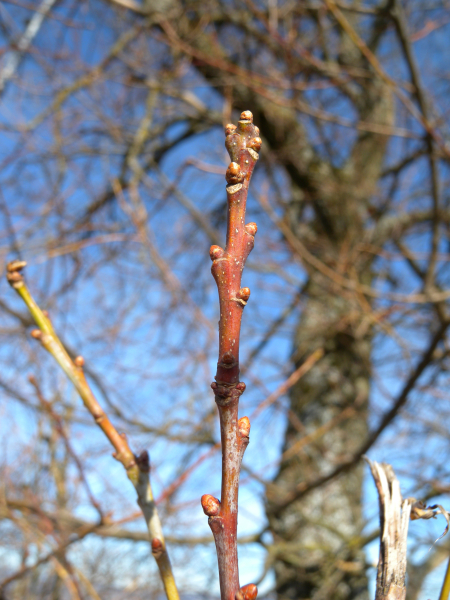 Pflanzenbild gross Stiel-Eiche - Quercus robur