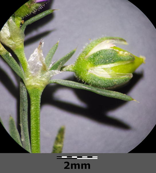 Pflanzenbild gross Rote Schuppenmiere - Spergularia rubra