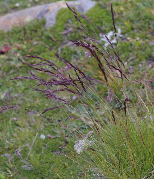 Pflanzenbild gross Violetter Schwingel - Festuca violacea aggr.