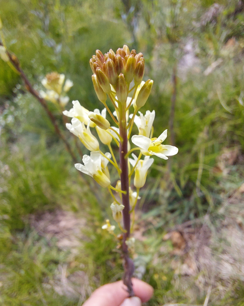 Pflanzenbild gross Turmkraut - Turritis glabra