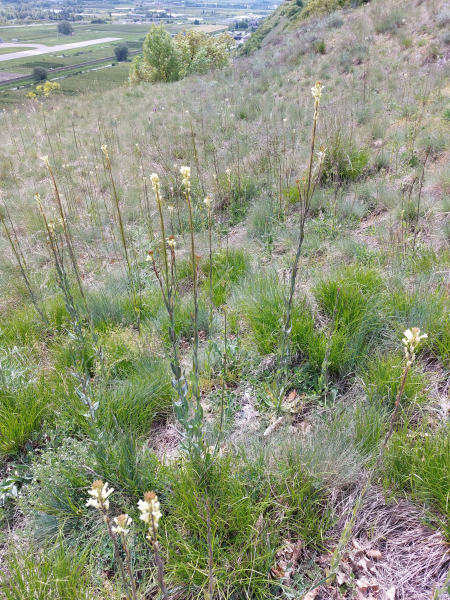 Pflanzenbild gross Turmkraut - Turritis glabra