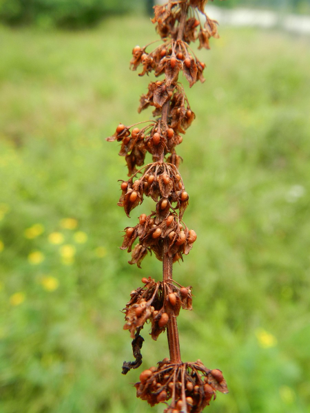 Pflanzenbild gross Blut-Ampfer - Rumex sanguineus