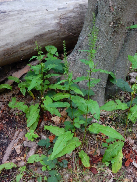 Pflanzenbild gross Blut-Ampfer - Rumex sanguineus