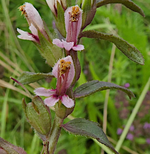 Pflanzenbild gross Später Roter Zahntrost - Odontites vulgaris