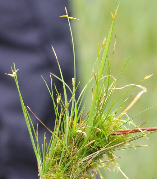 Pflanzenbild gross Wenigblütige Segge - Carex pauciflora