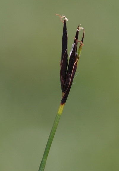 Pflanzenbild gross Rostrote Kopfbinse - Schoenus ferrugineus