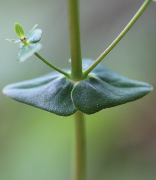 Pflanzenbild gross Schönes Johanniskraut - Hypericum pulchrum