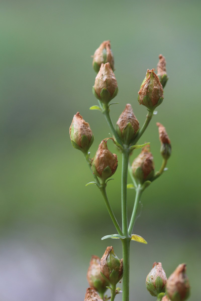 Pflanzenbild gross Schönes Johanniskraut - Hypericum pulchrum