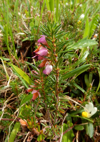 Pflanzenbild gross Schneeheide - Erica carnea