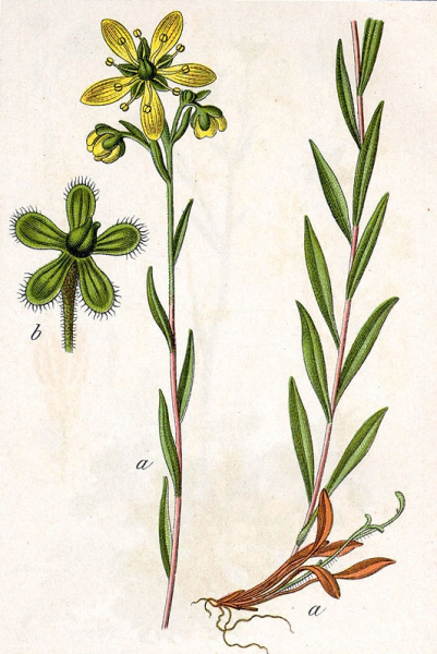 Pflanzenbild gross Moor-Steinbrech - Saxifraga hirculus