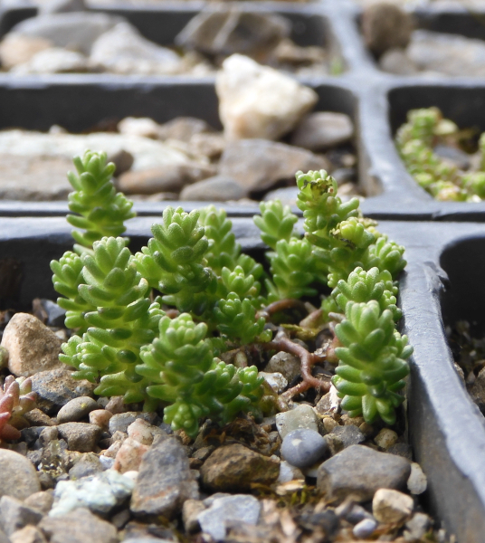 Pflanzenbild gross Scharfer Mauerpfeffer - Sedum acre