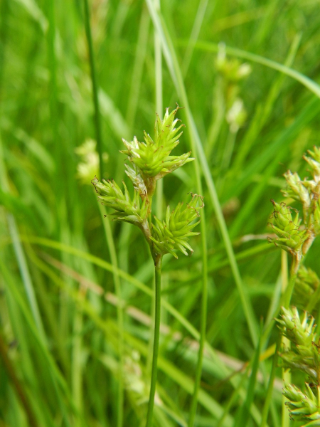 Pflanzenbild gross Zittergras-Segge - Carex brizoides