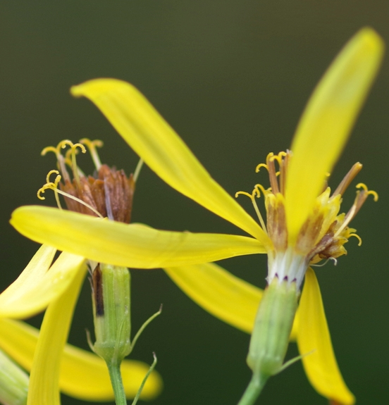 Pflanzenbild gross Fuchs' Greiskraut - Senecio ovatus