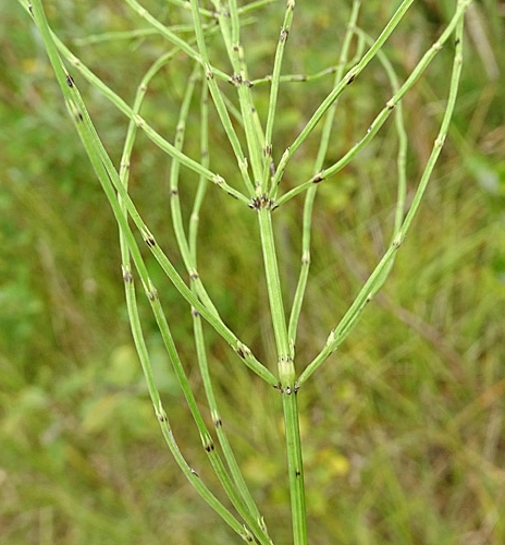 Pflanzenbild gross Acker-Schachtelhalm - Equisetum arvense