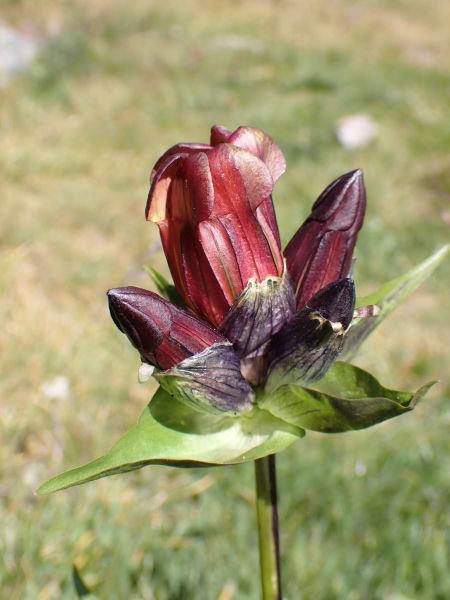 Pflanzenbild gross Purpur-Enzian - Gentiana purpurea