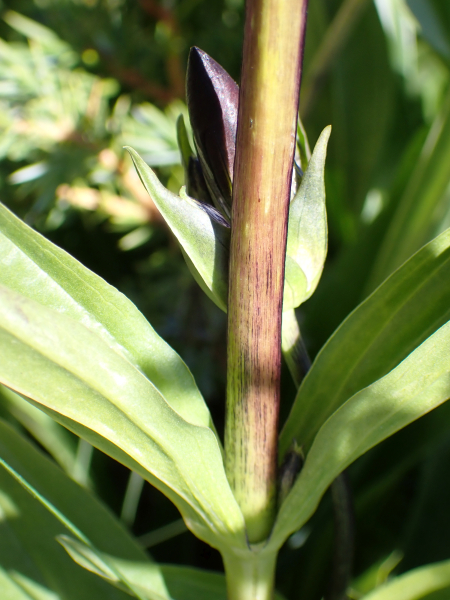 Pflanzenbild gross Purpur-Enzian - Gentiana purpurea