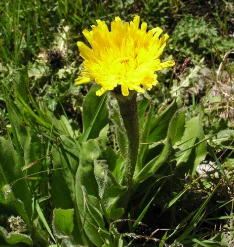 Pflanzenbild gross Einköpfiges Ferkelkraut - Hypochaeris uniflora