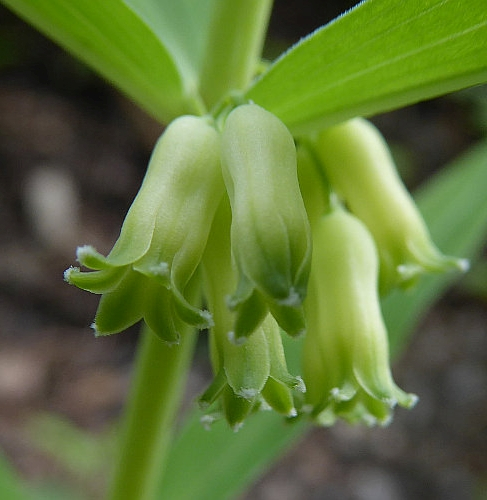 Pflanzenbild gross Quirlblättriges Salomonssiegel - Polygonatum verticillatum