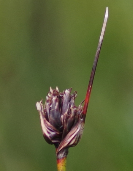 Pflanzenbild gross Schwärzliche Kopfbinse - Schoenus nigricans