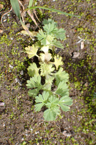 Pflanzenbild gross Gemeiner Ackerfrauenmantel - Aphanes arvensis