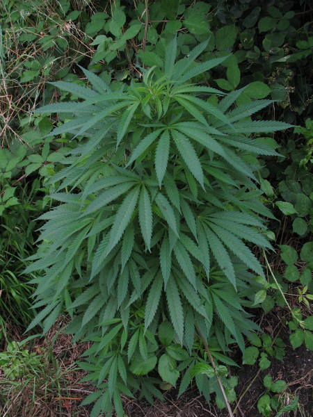 Pflanzenbild gross Hanf - Cannabis sativa