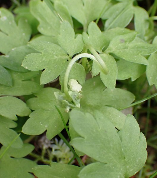 Pflanzenbild gross Bisamkraut - Adoxa moschatellina