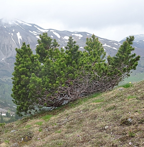 Pflanzenbild gross Leg-Föhre - Pinus mugo Turra subsp. mugo