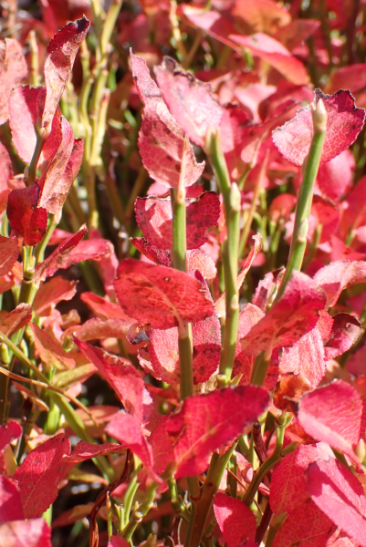 Pflanzenbild gross Heidelbeere - Vaccinium myrtillus