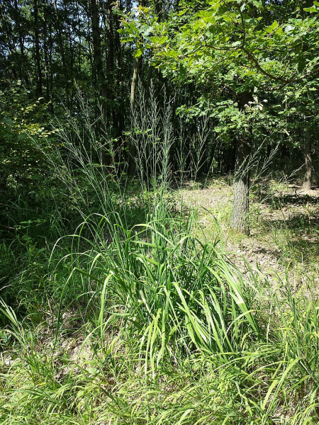 Pflanzenbild gross Rohr-Pfeifengras - Molinia arundinacea