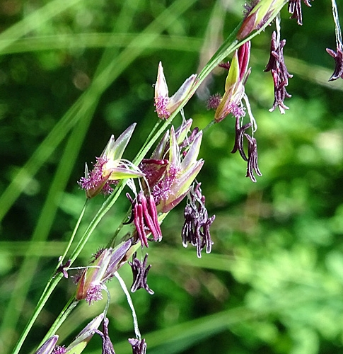 Pflanzenbild gross Rohr-Pfeifengras - Molinia arundinacea