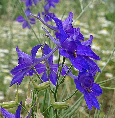 Pflanzenbild gross Acker-Rittersporn - Consolida regalis