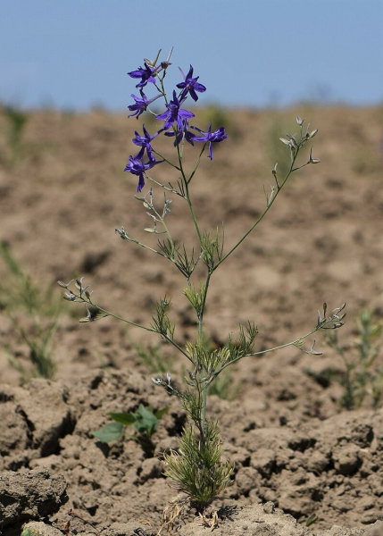 Pflanzenbild gross Acker-Rittersporn - Consolida regalis