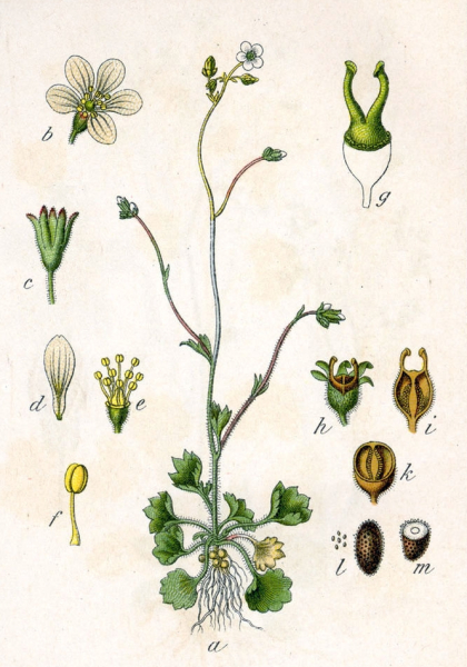 Pflanzenbild gross Knöllchen-Steinbrech - Saxifraga granulata