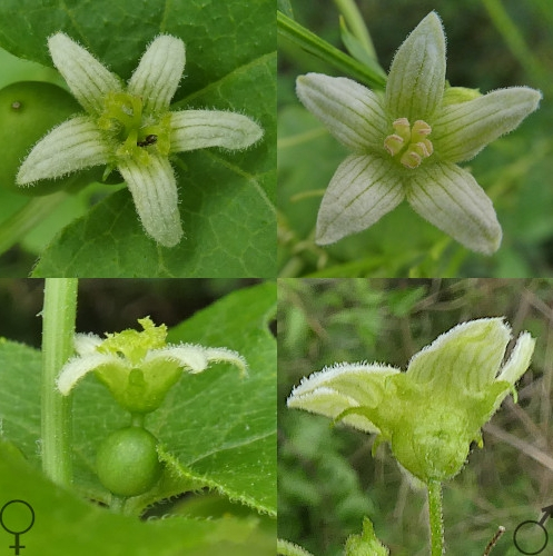 Pflanzenbild gross Zweihäusige Zaunrübe - Bryonia dioica