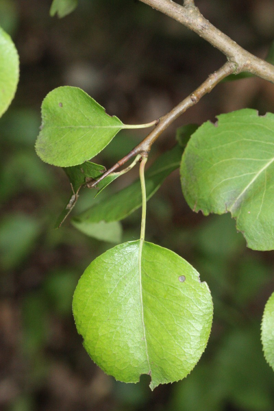 Pflanzenbild gross Wilder Birnbaum - Pyrus pyraster