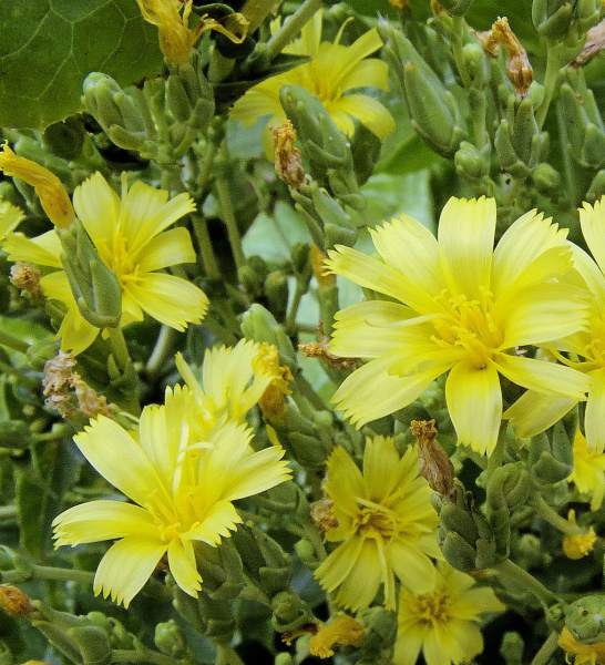 Pflanzenbild gross Kopfsalat - Lactuca sativa