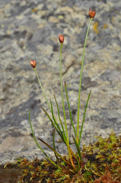 Pflanzenbild gross Dreiblütige Binse - Juncus triglumis
