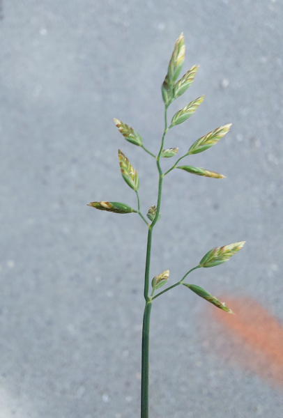 Pflanzenbild gross Platthalm-Rispengras - Poa compressa