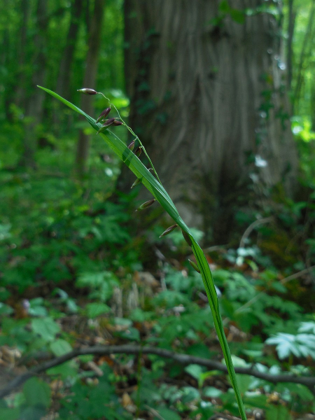 Pflanzenbild gross Nickendes Perlgras - Melica nutans