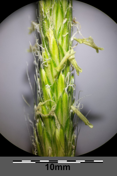 Pflanzenbild gross Acker-Fuchsschwanz - Alopecurus myosuroides