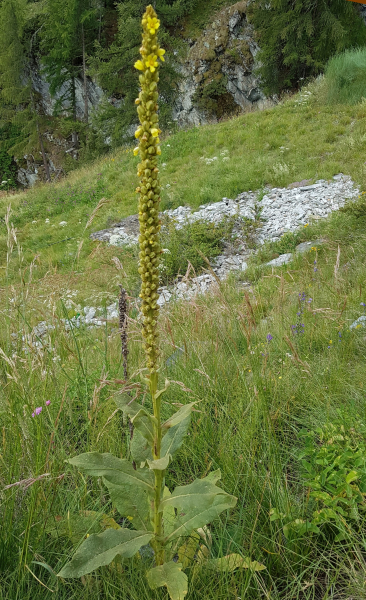 Pflanzenbild gross Dickblättrige Kleinblütige Königskerze - Verbascum thapsus subsp. montanum
