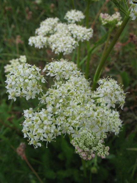 Pflanzenbild gross Bärenwurz - Meum athamanticum