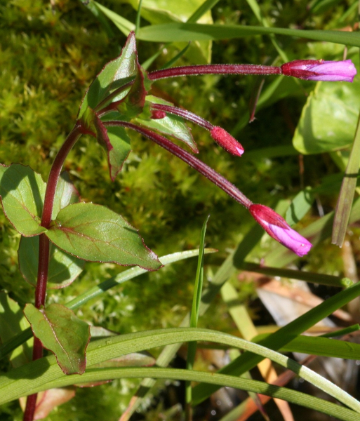 Pflanzenbild gross Mierenblättriges Weidenröschen - Epilobium alsinifolium