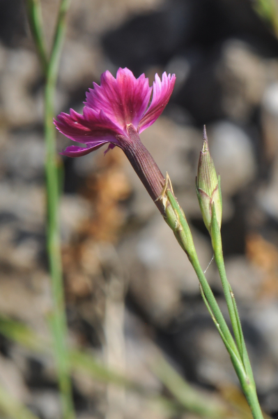 Pflanzenbild gross Heide-Nelke - Dianthus deltoides