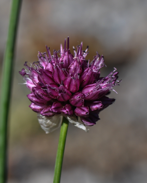 Pflanzenbild gross Kugelköpfiger Lauch - Allium sphaerocephalon
