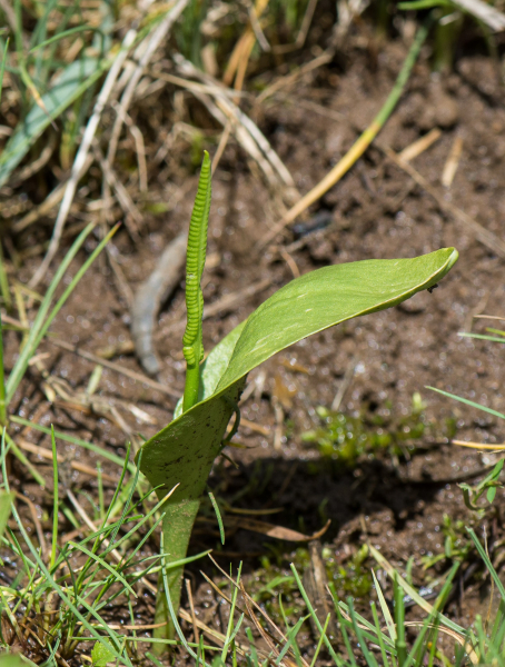 Pflanzenbild gross Gemeine Natterzunge - Ophioglossum vulgatum