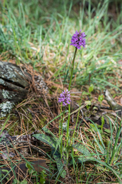 Pflanzenbild gross Gefleckte Fingerwurz - Dactylorhiza maculata